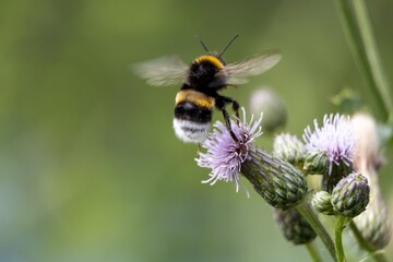 bee on a flower