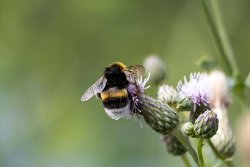 bee on a flower