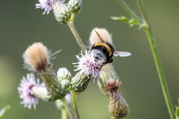 bee on a flower