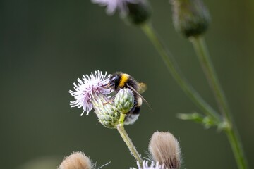 bee on a flower