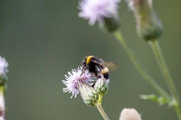 bee on a flower