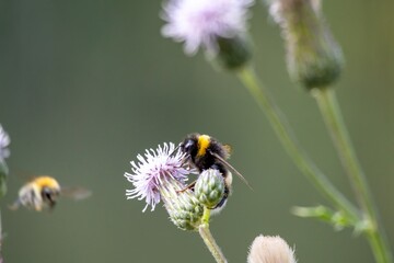bee on a flower