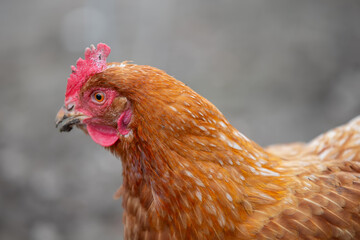 A close-up of a red-colored chicken in profile.