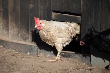 A white dirty chicken crawls out of a hole in the fence.