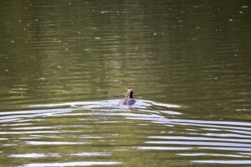 great crested grebe in the water