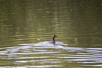 great crested grebe in the water