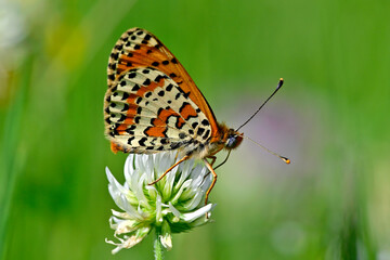Roter Scheckenfalter - Männchen // Spotted fritillary, red-band fritillary - male (Melitaea didyma meridionalis) - Durmitor Nationalpark, Montenegro