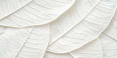 Obraz premium A close up of white leaves with intricate veins
