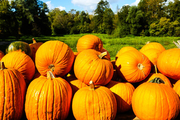 Pumpkin at the stall, self-service, autumn