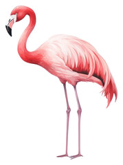PNG Flamingo animal bird white background.