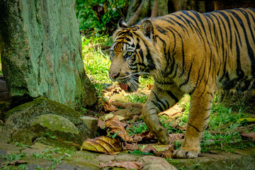 Portrait of the Sumatran Tiger