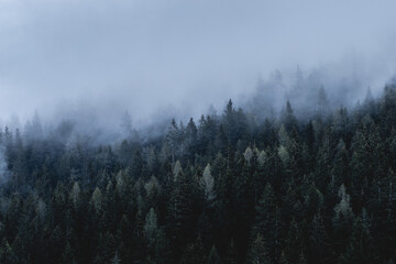 Bosco nella nebbia al crepuscolo