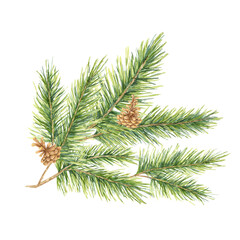 A green spruce branch with needles and small brown pinecones. Fir, cedar, pine watercolor twig. Isolated clipart for festive gift wrapping, eco-conscious packaging, and winter wedding invitations