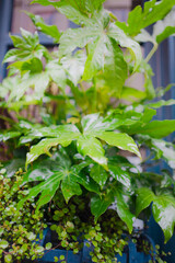 Green Leaves of a Plastic Shrub Close Up