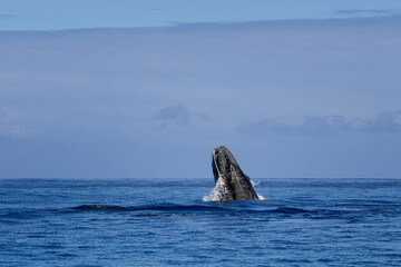 Fototapeta premium Humpback Whale - Megaptera novaeangliae, iconice large sea mammal from worldwide seas and oceans, Indian ocean, Mauritius.