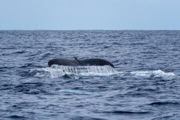 Naklejka premium Humpback Whale - Megaptera novaeangliae, iconice large sea mammal from worldwide seas and oceans, Indian ocean, Mauritius.