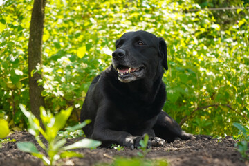 Portrait of Labrador Retriever looking at camera. Big black dog labrador retriever in nature. Dog on the grass.