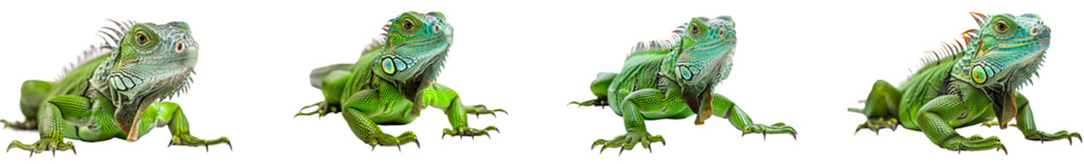 Fototapeta premium Four green iguanas crawling on a surface in natural posture. Set png isolated on transparent background