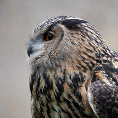 Close up Porträts eines Uhus