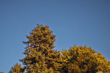 autumn trees against sky