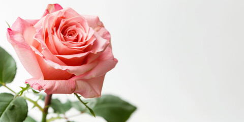 Fototapeta premium close up horizontal image of a pink rose, white background, copy space