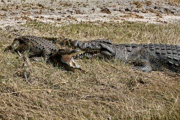 The black crocodile, a true master of the waters, blends seamlessly into its environment. Nature's design at its finest