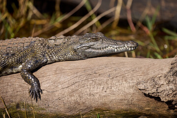 The black crocodile, a true master of the waters, blends seamlessly into its environment. Nature's...