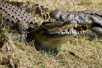 The black crocodile, a true master of the waters, blends seamlessly into its environment. Nature's...