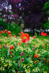 Beautiful Iceland Poppy With Red Petals Growing from a Green Garden Bed Outside