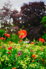 Papaver Rhoeas Iceland Poppy Growing Up in the Sun