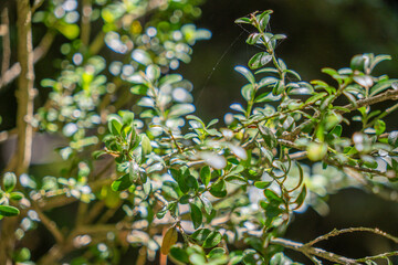 Sunlit green leaves with delicate branches and spiderwebs in a forest close-up