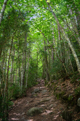 Serene forest trail with tall trees and lush green foliage