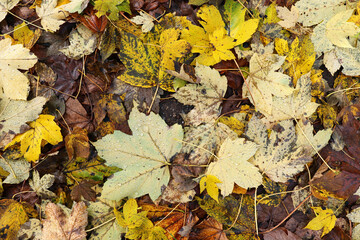Fallen wet maple leaves