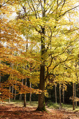 Golden colored tree in the autumn forest