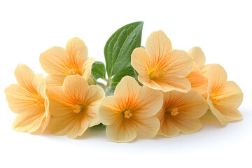 Fototapeta premium a close up of flowers