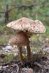 Parasol mushroom  - edible mushroom