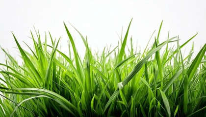 Fototapeta premium a patch of fresh, vibrant green grass isolated on a clean white background, capturing the essence of nature and the growth of spring and summer