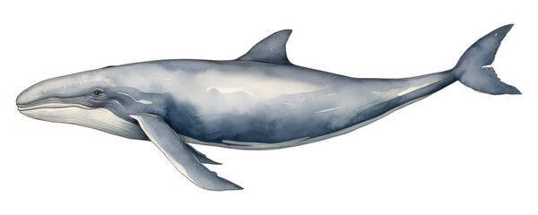 Fototapeta premium PNG Whale dolphin animal mammal.