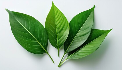 A close-up of fresh green leaves isolated on a white background, highlighting their natural beauty and vibrant color