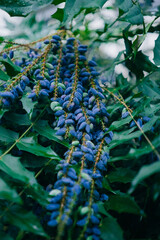 Close Up View of Blue Berries Cultivated in a Garden