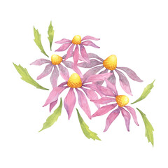 Fototapeta premium Pink and purple coneflowers with green leaves in a delicate watercolor echinacea clipart, ideal for nature-inspired designs. Perfect for botanical-themed packaging, stationery, or wellness merchandise