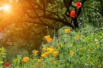 Alpine meadow filled with wildflowers.