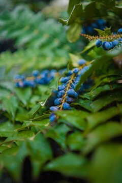 Branches fof Blue Berries Growing on a Green Branch