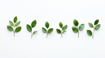 Fototapeta premium A minimalistic layout of small green leaves arranged symmetrically on a clean white backdrop.