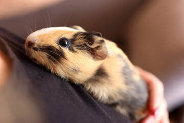 People take care of the guinea pig and play with it.