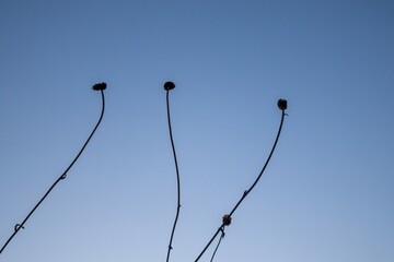 tree branches against the sky