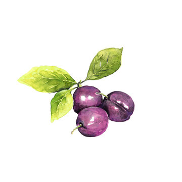 Aquarell von Pflaumen mit Bl&auml;tter