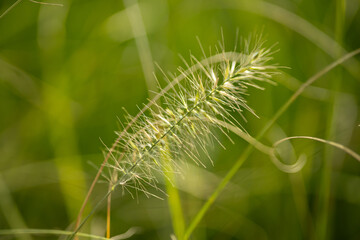 Close-up of green grass stalk with soft blurred background in natural sunlight. Concept of nature, wild plants, and serene landscapes