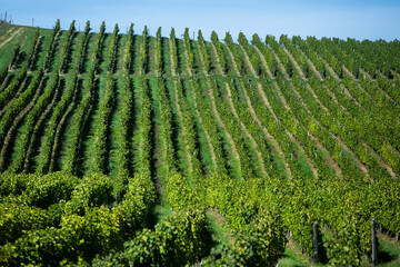 Very beautiful vineyard with terraces in the Republic of Moldova.Vineyard landscape with green rows of grapevines and rolling hills.