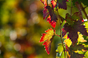 Very beautiful vineyard with terraces in the Republic of Moldova.Vineyard landscape with green rows of grapevines and rolling hills.